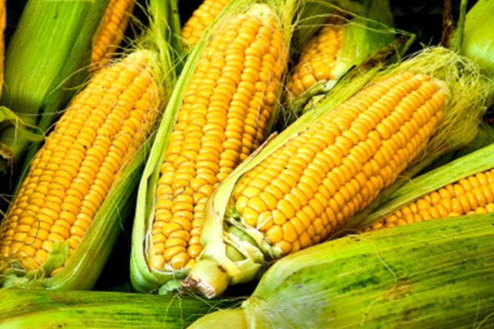 Mesmo com deficit, produtoras evitam importar milho dos EUA