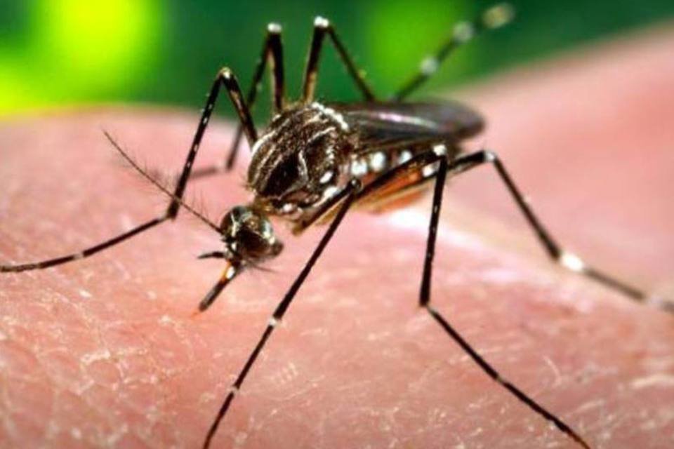 Vacinação contra a dengue no SUS: quem pode tomar, quando começa e mais