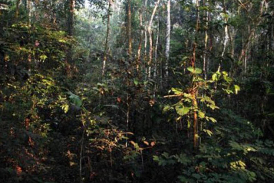 Amazonas quer reduzir em 65% as florestas demarcadas por Dilma