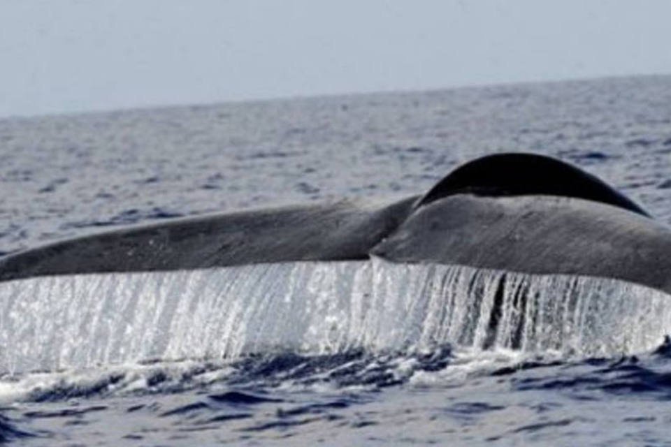 Japoneses vão à Antártica e caçam baleias para pesquisas