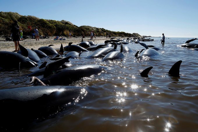 Mais 200 baleias encalham na Nova Zelândia