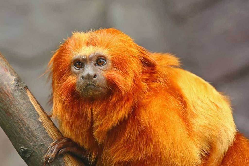 Pesquisadores comemoram aumento do número de micos-leões-dourados