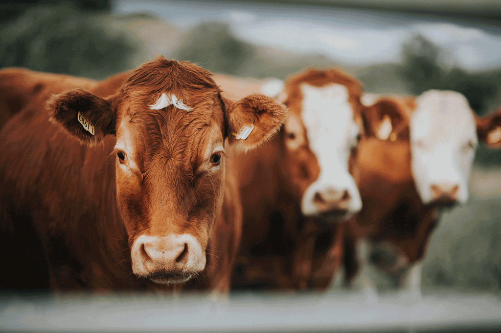 Cargill aposta em ‘máscaras’ que absorvem metano de vacas