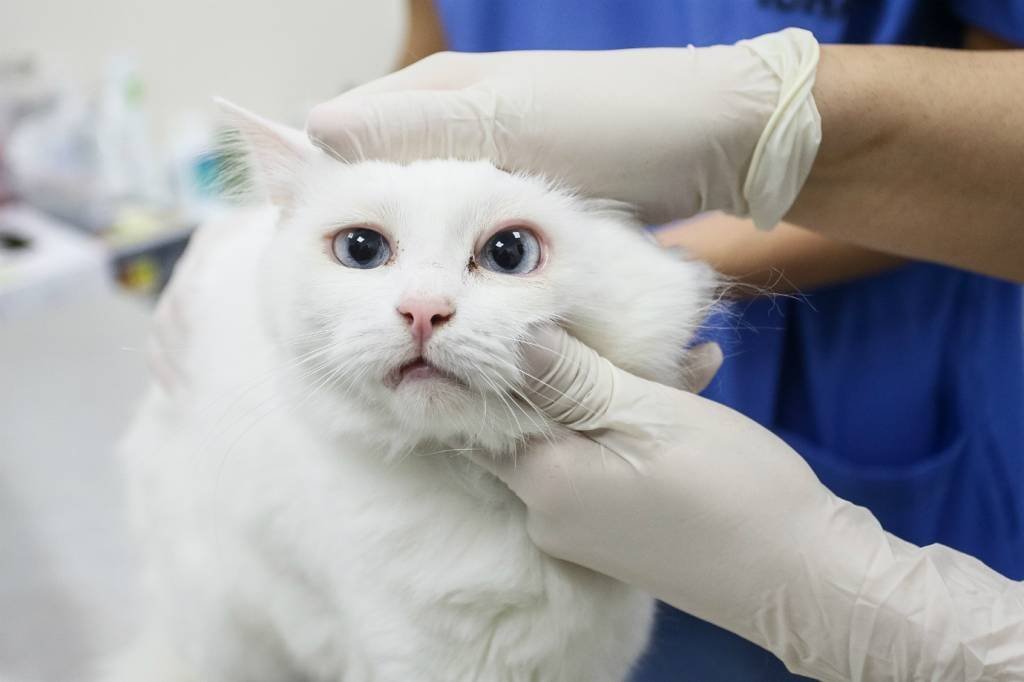 Gatos podem ajudar a desenvolver novos tratamentos para ajudar a combater a covid-19 (Alexander Shcherbak/Getty Images)