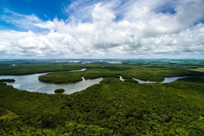 Empresas ao redor do mundo juntam esforços para manter florestas em pé