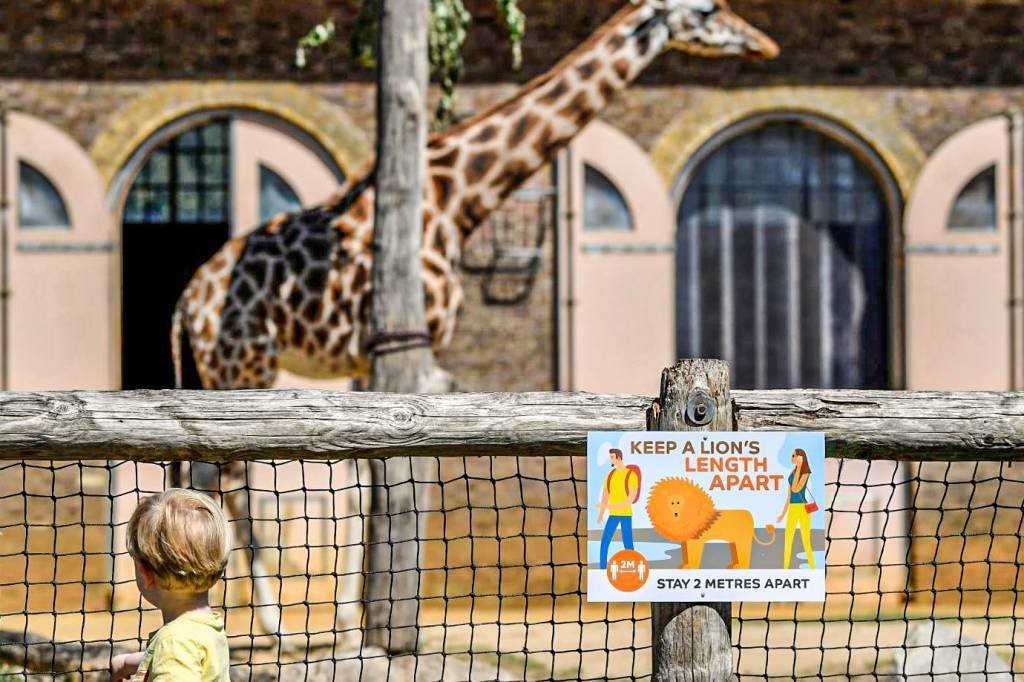 Zoológico de Londres reabre para público limitado após isolamento