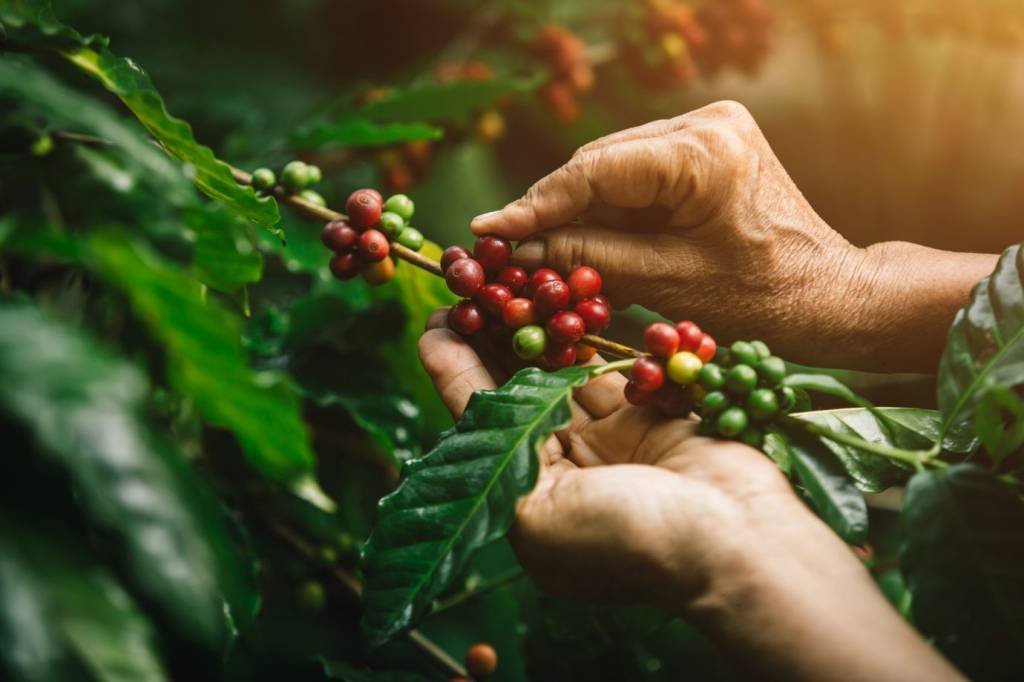Fortes chuvas e mão de obra afetam produção de café na Índia