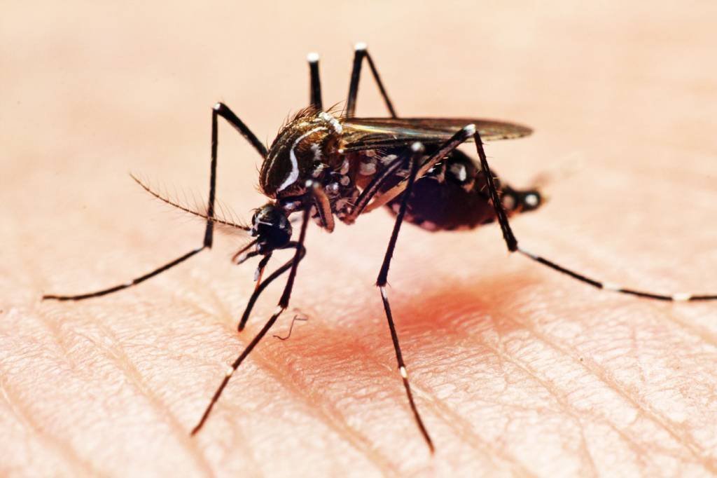 Mudanças climáticas podem ampliar infestação de mosquito Aedes no Rio