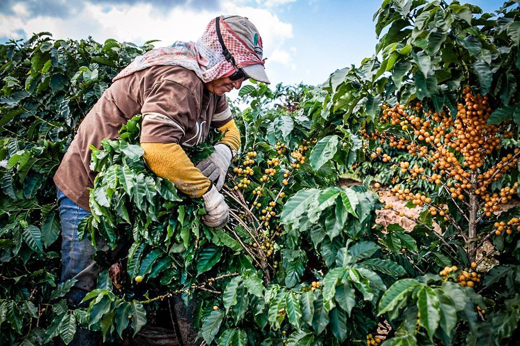 Brasil tem café suficiente para saciar demanda global