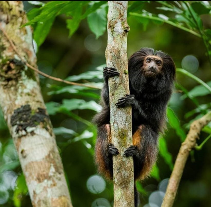 Disney apoia programa de proteção do mico-leão-preto brasileiro