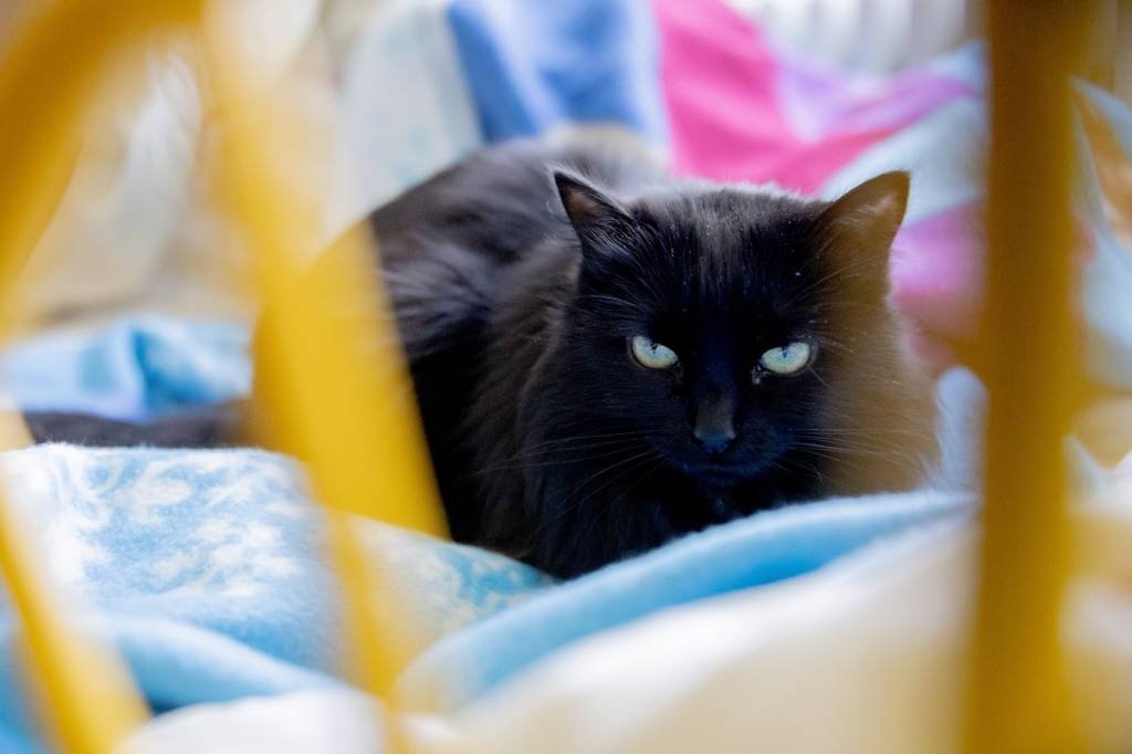 Nesta sexta-feira 13 do ano, Black Cat Friday sai em defesa dos gatos pretos