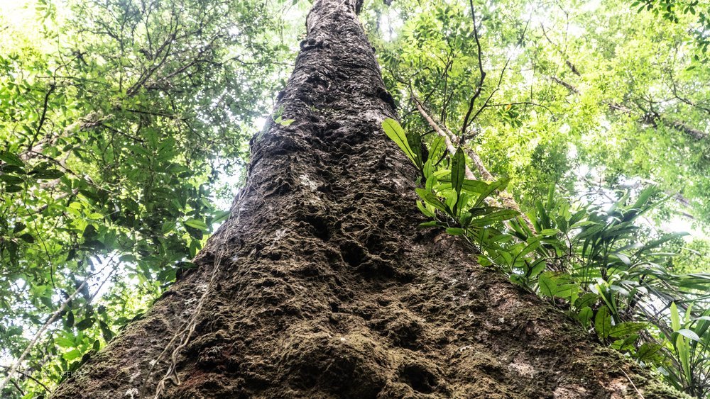 Suzano, Marfrig, Rabobank e Vale investem R$ 80 milhões em empresa de preservação florestal