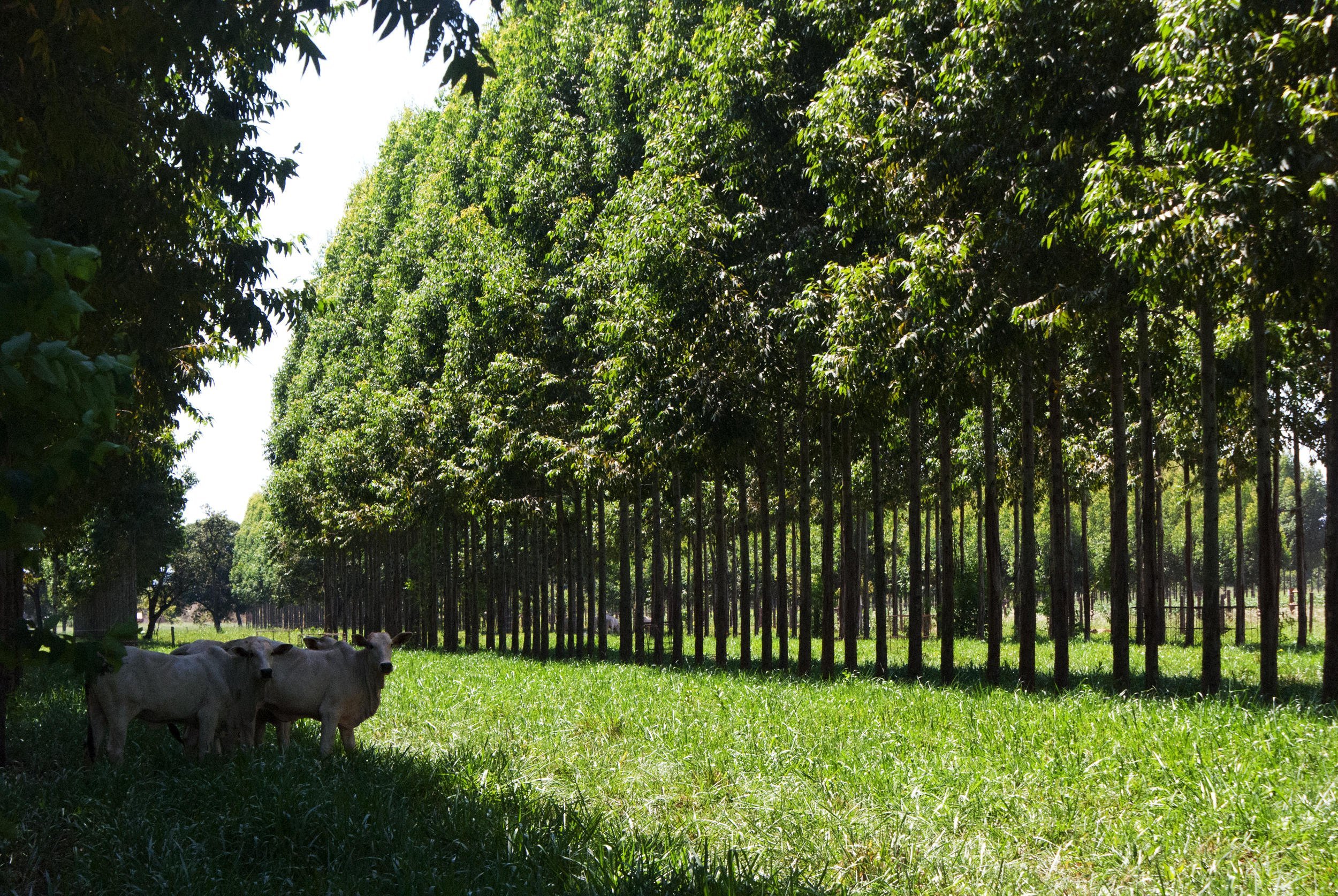 hero_Soja, boi e árvore: a tecnologia brasileira para um agro sustentável