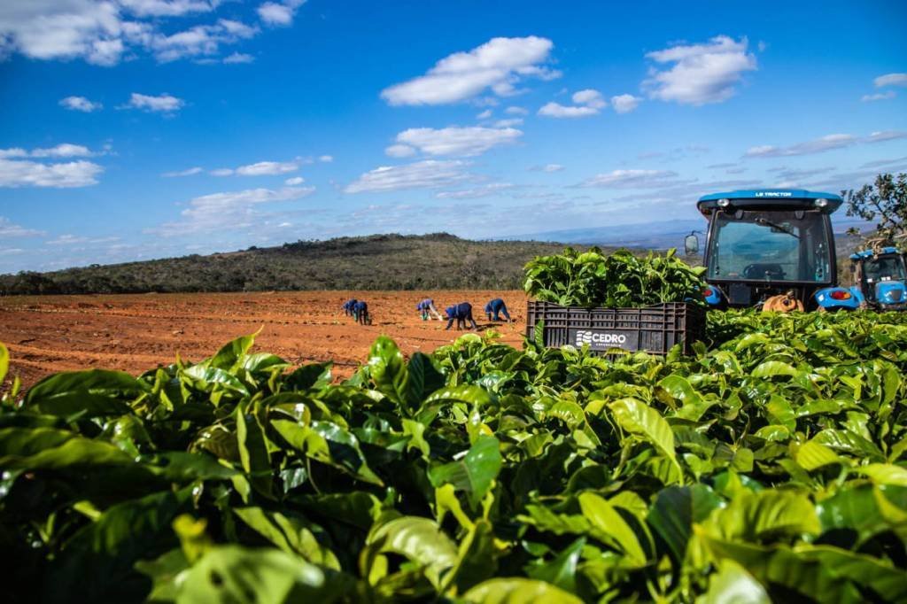 Exportações de café caem 0,4% em 2023 e problemas logísticos derrubam receita cambial em 13%