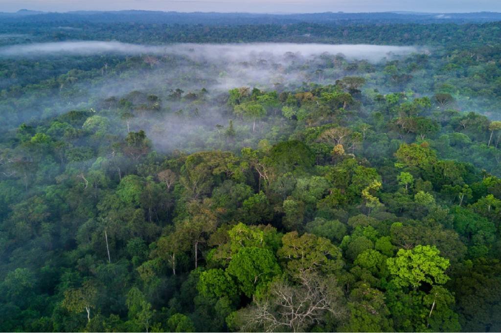 Eletrobras deposita R$ 924,17 mi para descarbonização da Amazônia Legal