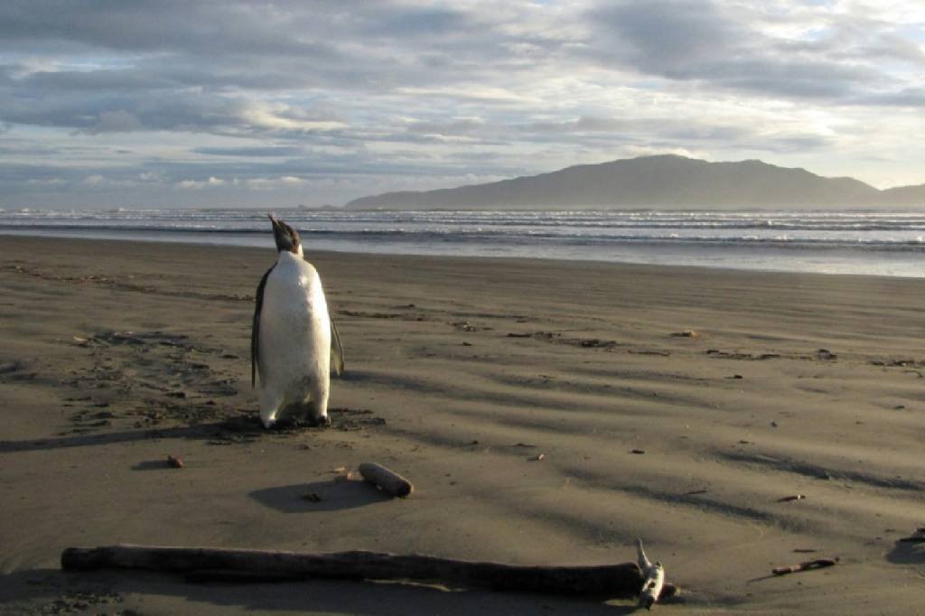 Degelo dizima colônias de pinguins-imperadores na Antártica