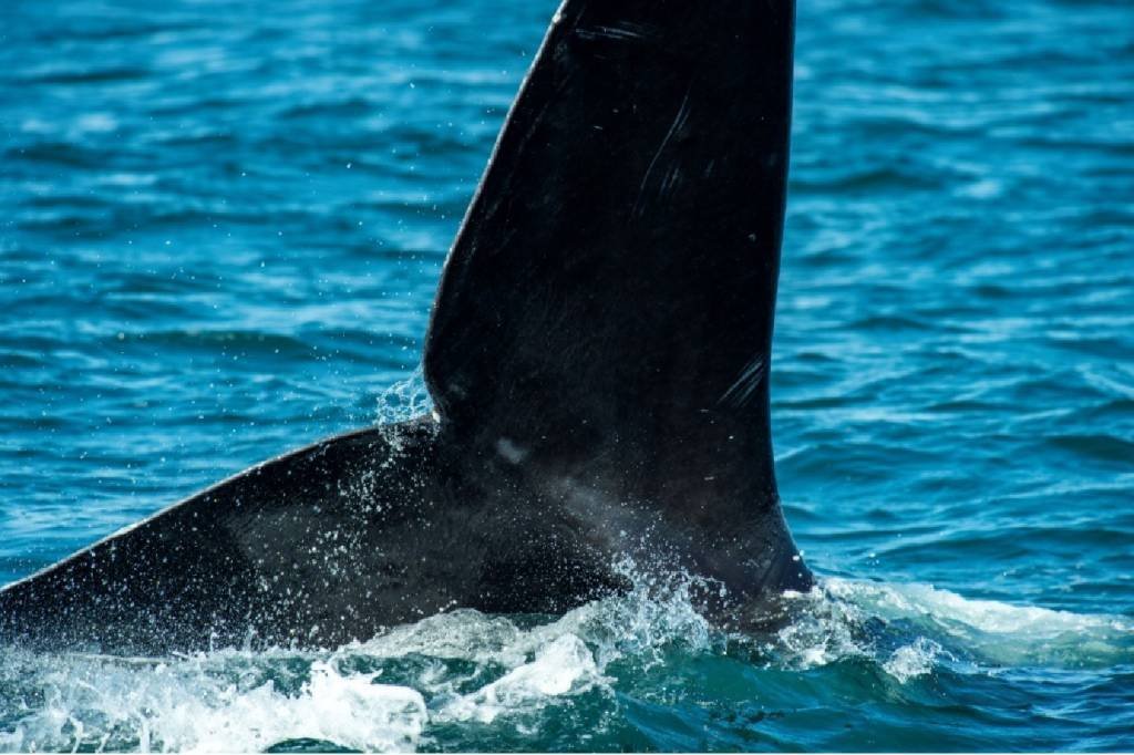 Duas baleias são encontradas mortas no litoral norte de SP; causa é desconhecida