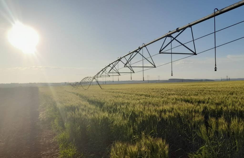 Exclusivo: Bauer Brasil prevê faturar R$ 500 milhões após crescer 180% com irrigação