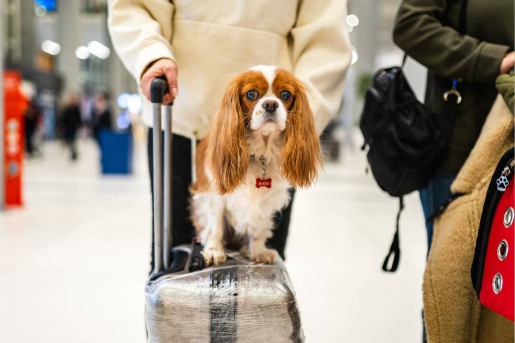 Comissão da Câmara aprova obrigatoriedade de banheiros para pets em novos aeroportos