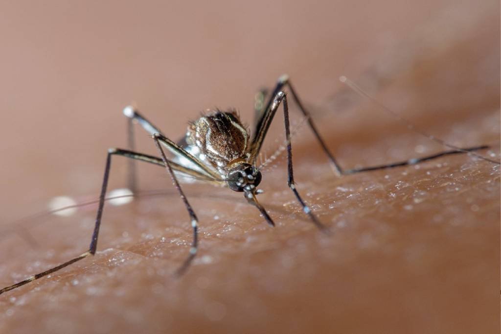 Dengue: governador do Rio decreta epidemia após 4 mortes e 49 mil casos notificados no estado