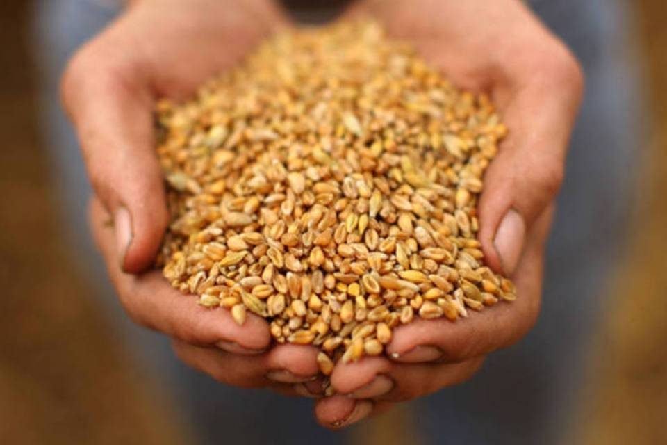 Agricultor mostra sementes de trigo