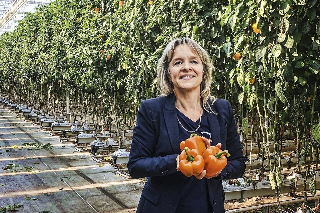 A agricultora holandesa Petra Barendse e seus pimentões da variedade laranja