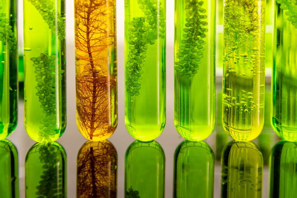 O biocombustível de algas tem baixa pegada de carbono.