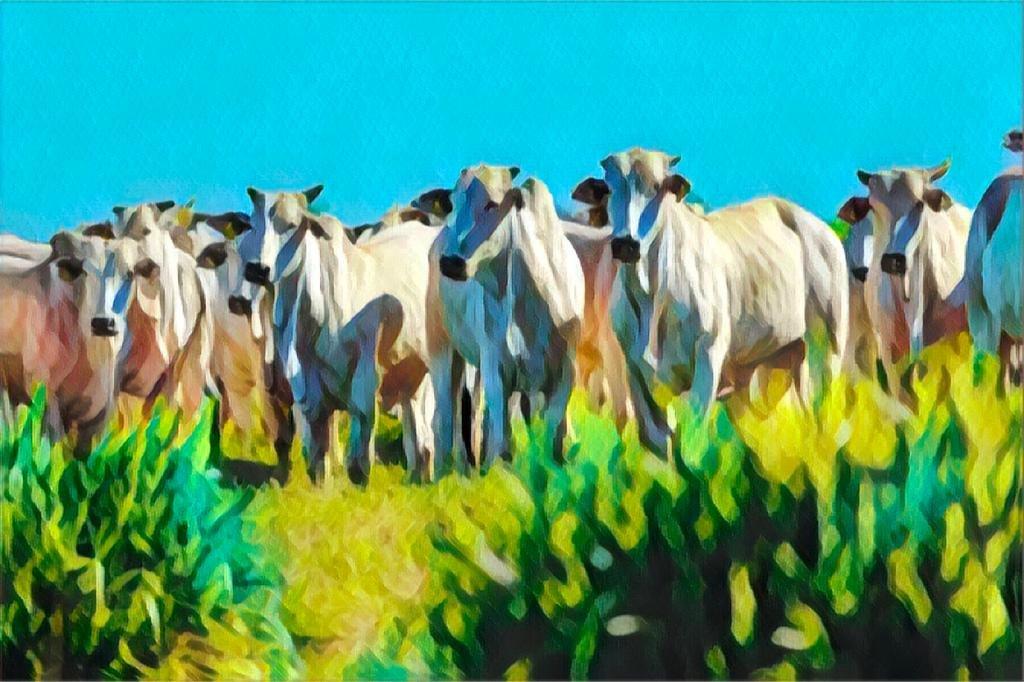 Gado: primeiro trimestre com expansão da operação na América do Sul, puxada por retomada de exportações para China (Marfrig/Divulgação)