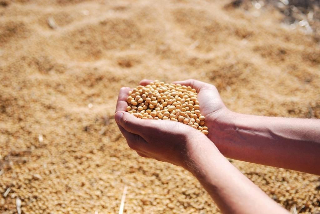 Agronegócio: quebra de safra do El Niño desperta atenção de quem lida com crédito para o setor (Pixabay/Divulgação)