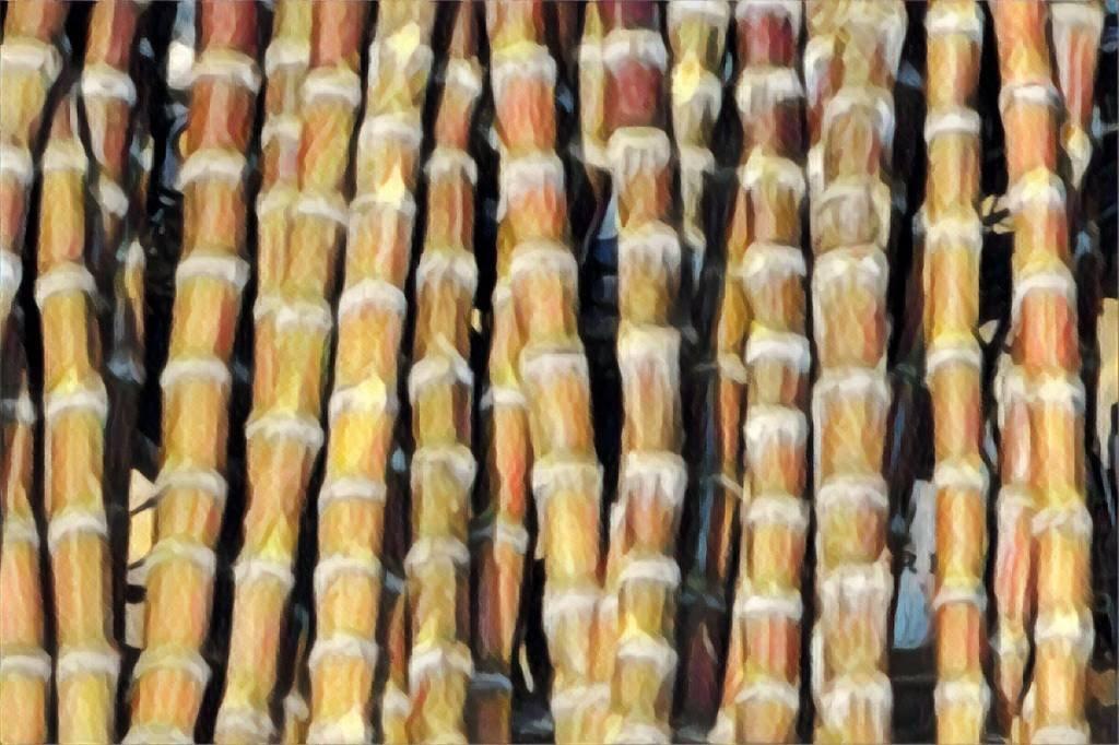 Cana-de-Açúcar: Raízen diz ter capacidade de dobrar capacidade produtiva com as mesmas unidades (Getty Images/Getty Images)