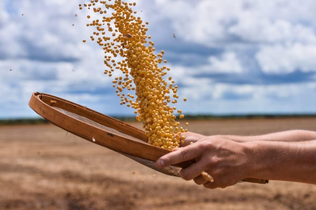 Male hands holding a sieve and throws up soybean grains. (Lucas Ninno/Getty Images)