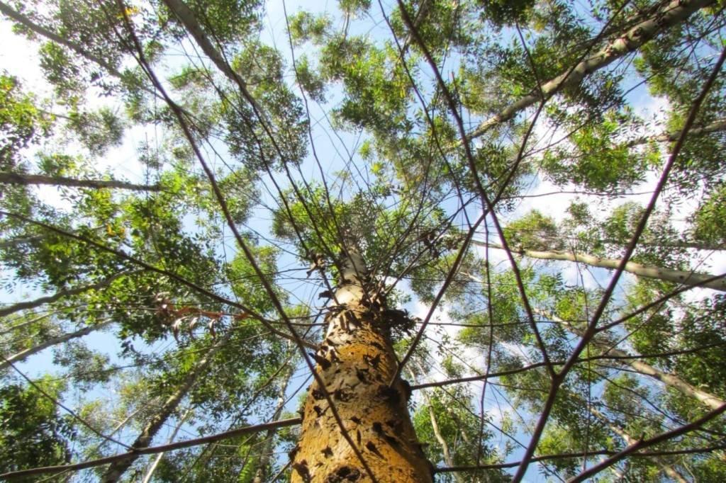 Dexco: divisão de madeira alcançou seu maior Ebitda da história em 2023: R$ 1,4 bilhão e margem de 29%, motivada especialmente pela gestão de ativos florestais Foto: Dexco/ Divulgação (Dexco/Divulgação)