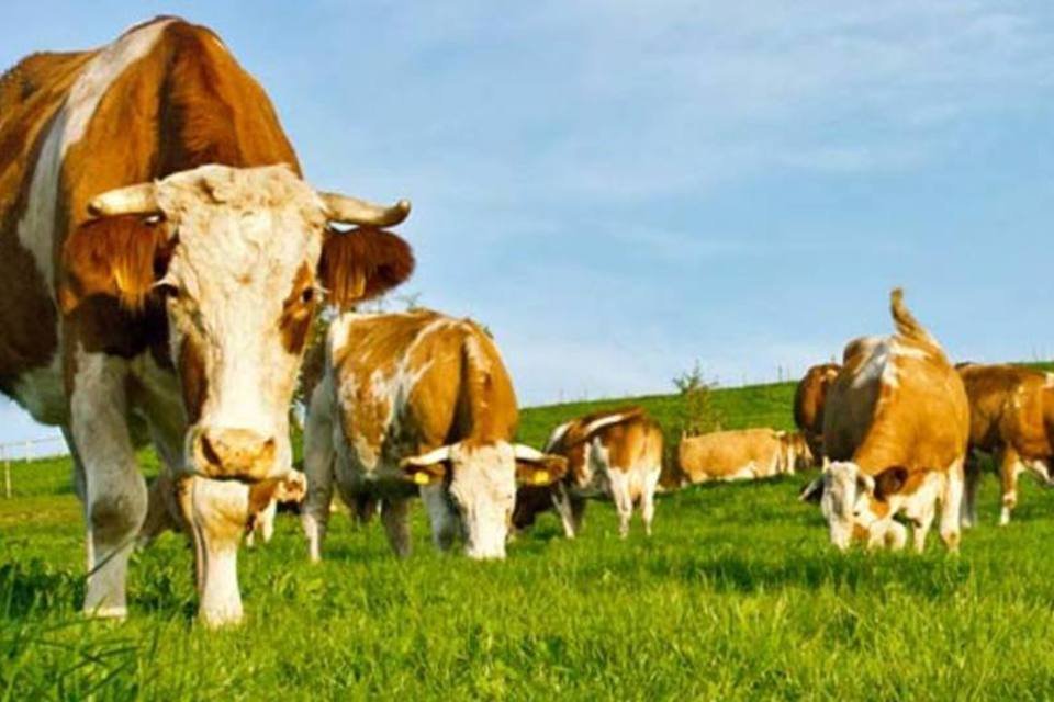 Bois e vacas em pasto