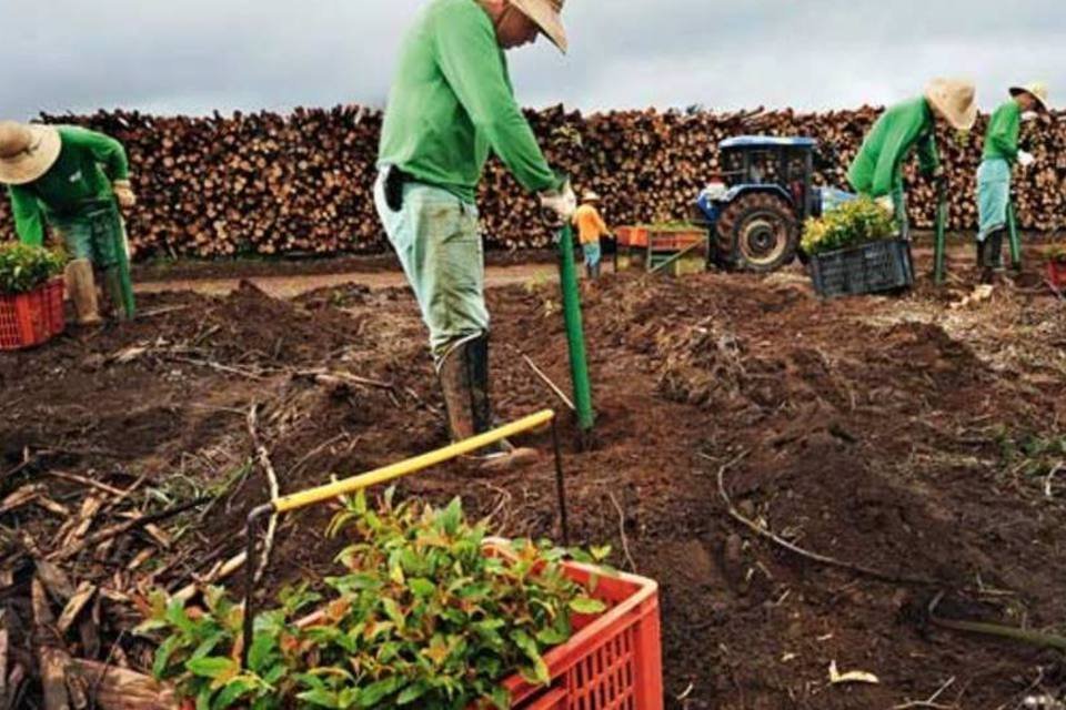 Suzano vai manter exportação de papel e celulose para EUA ...