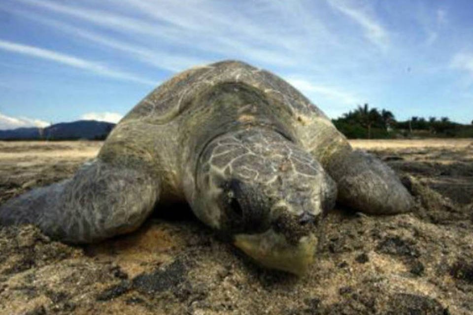 Algas tóxicas matam tartarugas na costa do Pacífico | Exame