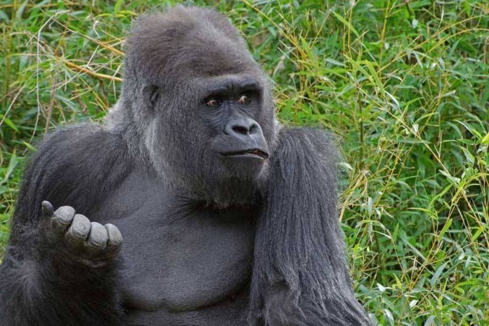 Sacrificio De Gorila Para Salvar Crianca Gera Revolta Exame