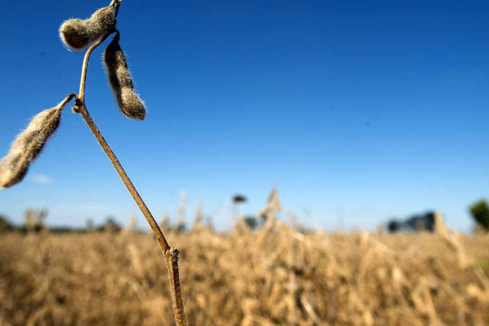 Plantio de soja em Mato Grosso deve ser recorde na safra 2018/19, diz Imea  | Exame