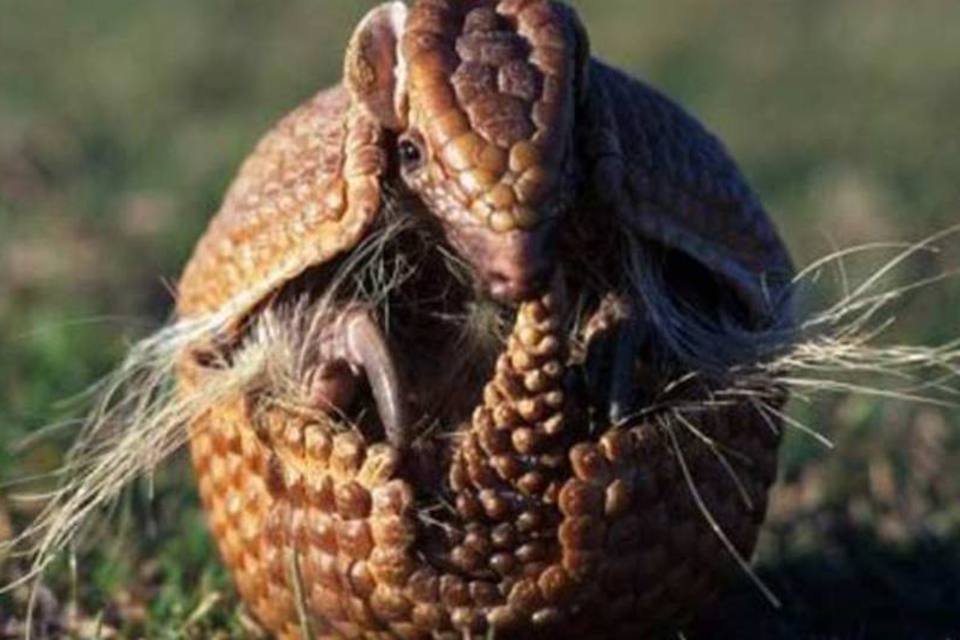 Exploracao Predatoria Ameaca Caatinga Lar Do Tatu Bola Exame