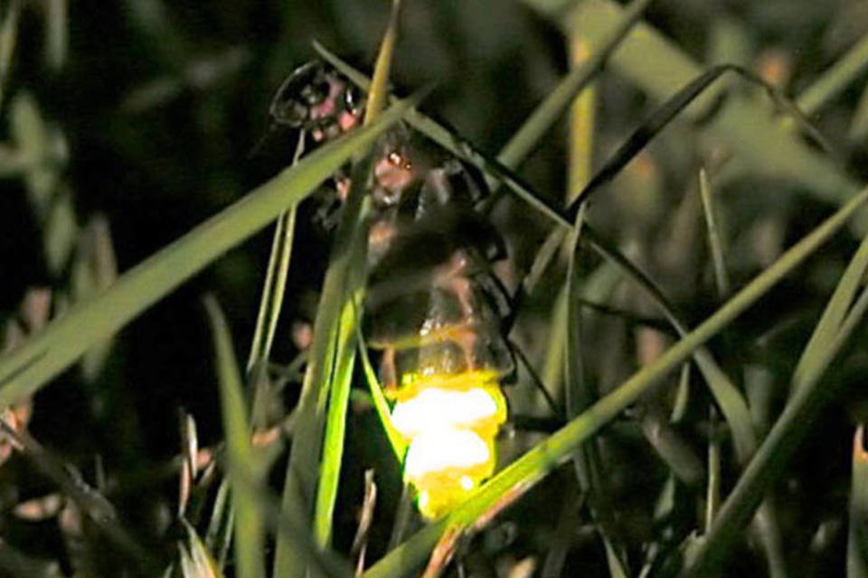 Vagalumes iluminam cavernas na Amazônia para atrair presas | Exame