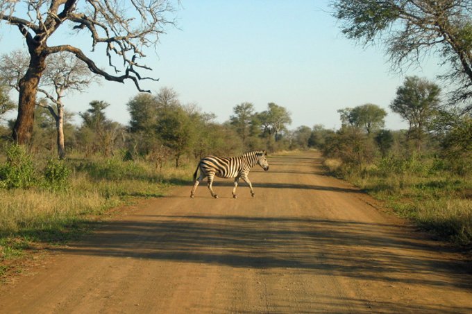 Zebra no Parque Kruger, na África do Sul