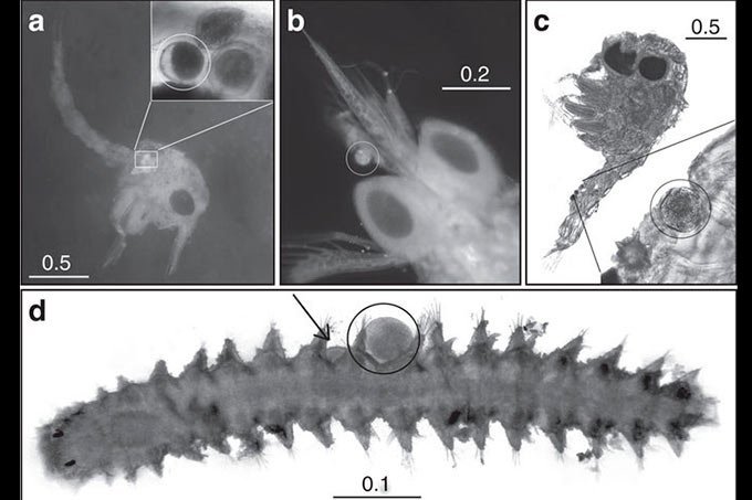 Imagem mostra pequenos invertebrados carregando pólen no mar. (Experimental evidence of pollination in marine flowers by invertebrate fauna)