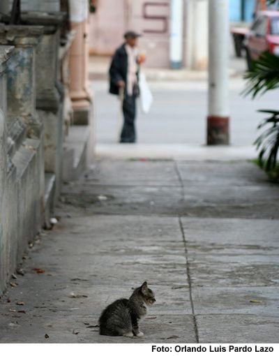 gato