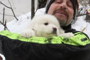 Cachorrinho é resgatado de hotel na Itália após avalanche