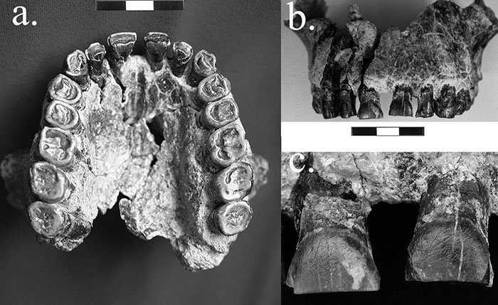 Fóssil de mandíbula de Homo Habilis