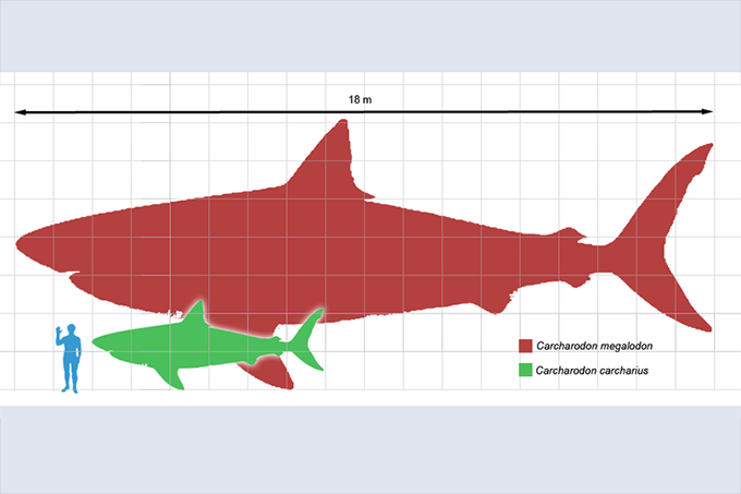 tamanho-do-megalodon-wikimedia-commons