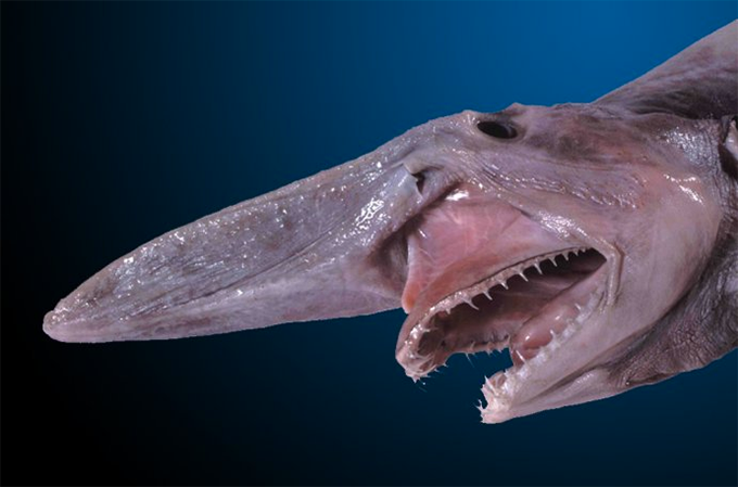 Tubarão-duende tem mordida assustadora ao estilo &quot;Alien&quot;; veja | Exame