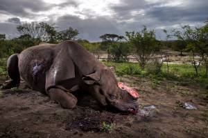 © Brent Stirton, Getty Images for National Geographic Magazine