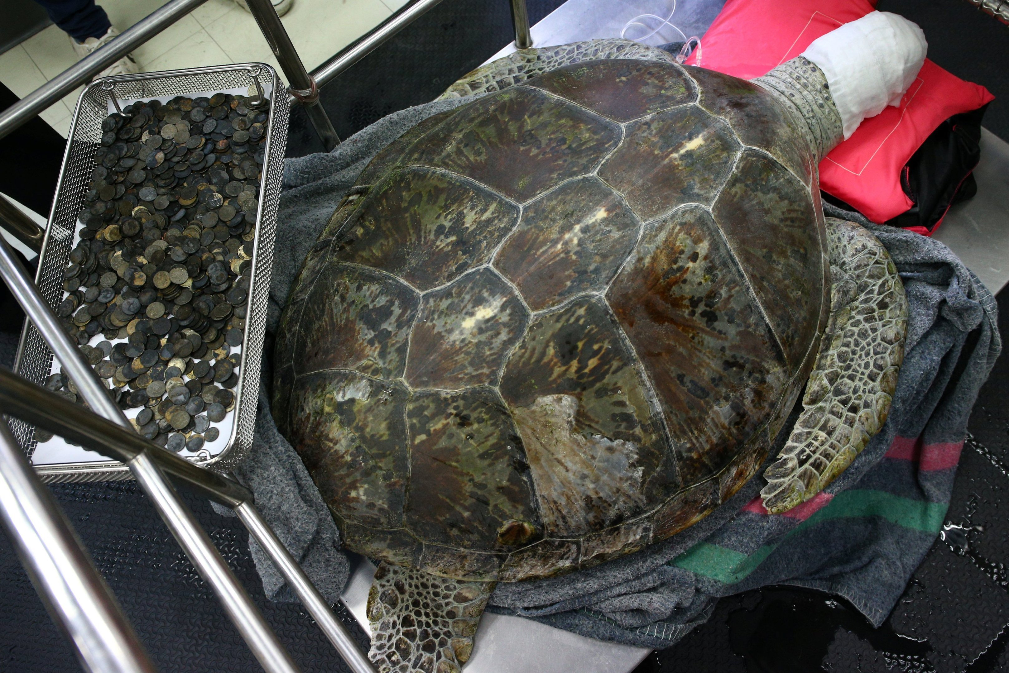 Veterinários retiram cinco quilos de moedas do estômago de uma tartaruga na Tailândia