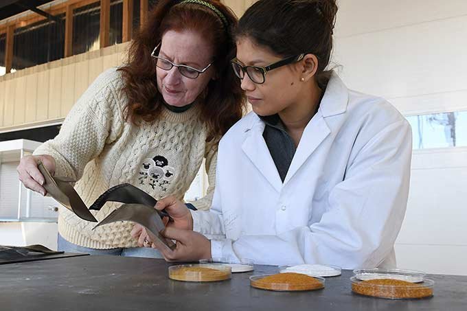 Katrina Cornish (esq.) e Cindy Barrera (dir.) examinam peles de tomate moído e cascas de ovo, bem como amostras de borracha.