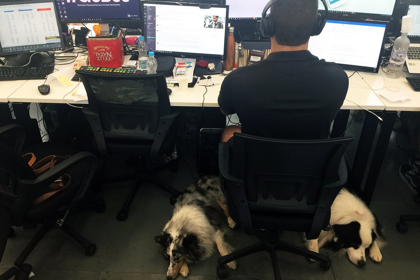 Funcionário com cachorros no escritório da BeeTech